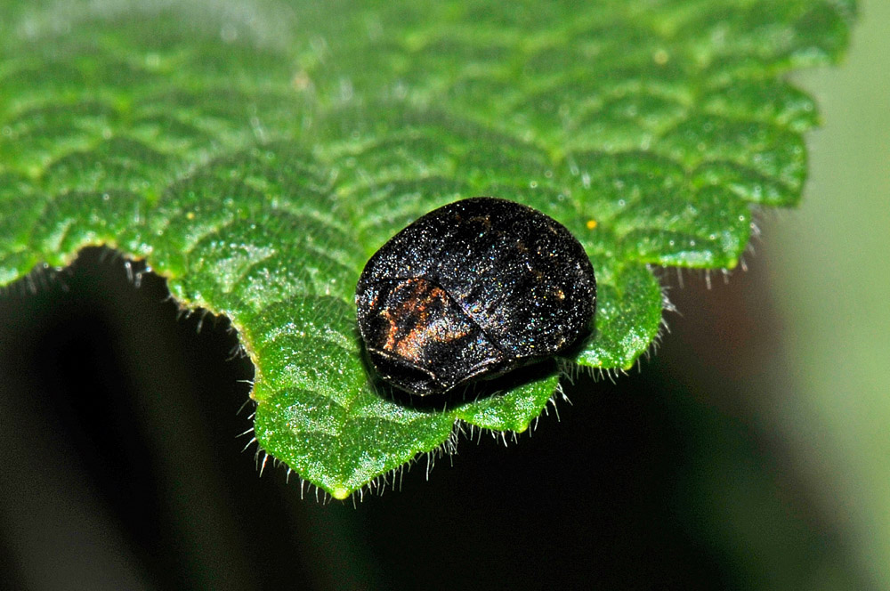 Byrrhidae: Byrrhus pustulatus? Sì.